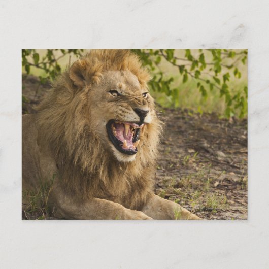 Männliche Löwenschnecke (Panthera leo), Okavango Postkarte (Vorderseite)