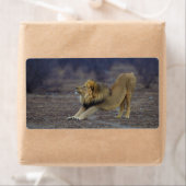 Männliche Löwenstich Panthera Leo Yoga (Insitu)