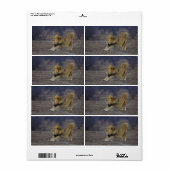 Männliche Löwenstich Panthera Leo Yoga (Vorne)