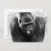 Männliche Lowland Silverback Gorilla, Schwarz-Weiß Postkarte (Vorne/Hinten)