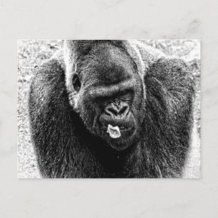 Männliche Lowland Silverback Gorilla, Schwarz-Weiß Postkarte