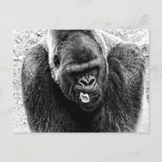 Männliche Lowland Silverback Gorilla, Schwarz-Weiß Postkarte