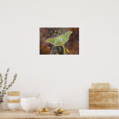 Männliche Luna Seidenmoth aus Nordamerika Poster (Küche)