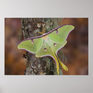 Männliche Luna Seidenmoth aus Nordamerika Poster