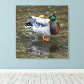 Männliche Mallard Duck in Creek Wrapped Canvas Pri Leinwanddruck (Insitu (Holzboden))