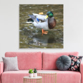 Männliche Mallard Duck in Creek Wrapped Canvas Pri Leinwanddruck (Insitu (Wohnzimmer))