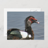 Männliche Muscovy Duck Foto Postkarte (Vorne/Hinten)