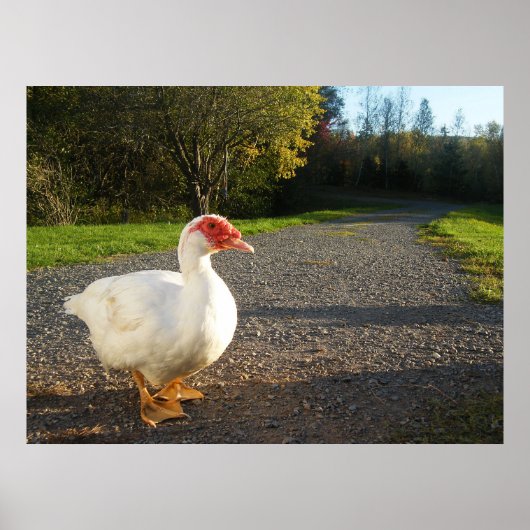 Männliche Muscovy Duck Poster (Vorne)