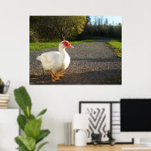 Männliche Muscovy Duck Poster (Heimbüro)