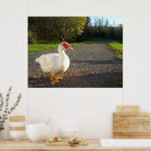 Männliche Muscovy Duck Poster (Küche)