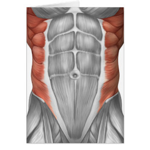 Männliche Muskel-Anatomie der Bauchdecke