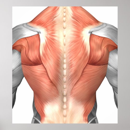 Mannliche Muskel Anatomie Der Menschen Ruckseite 1 Poster Zazzle De