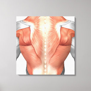 Männliche Muskel-Anatomie der Menschen-Rückseite Leinwanddruck