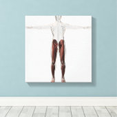 Männliche Muskelanatomie der menschlichen Beine, V Leinwanddruck (Insitu (Holzboden))