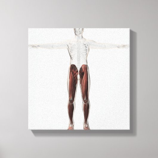 Männliche Muskelanatomie der menschlichen Beine, V Leinwanddruck (Vorderseite)