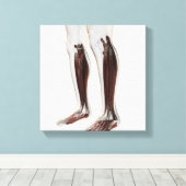 Männliche Muskelanatomie der menschlichen Beine, V Leinwanddruck (Insitu (Holzboden))