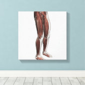 Männliche Muskelanatomie der menschlichen Beine, V Leinwanddruck (Insitu (Holzboden))