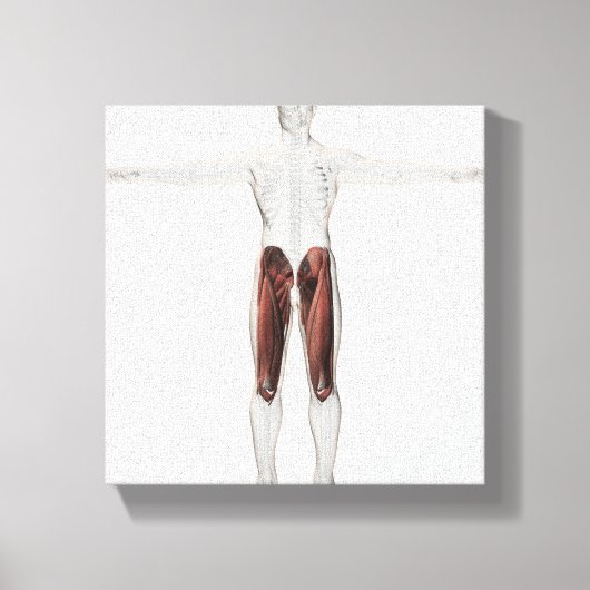 Männliche Muskelanatomie der menschlichen Beine, V Leinwanddruck (Vorderseite)