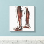 Männliche Muskelanatomie der menschlichen Beine, V Leinwanddruck (Insitu (Holzboden))