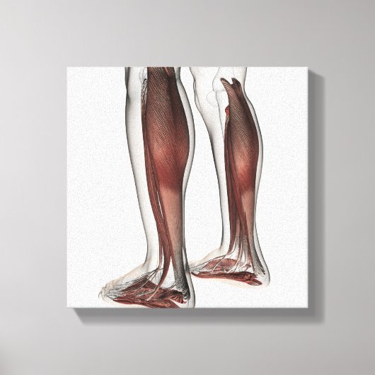Männliche Muskelanatomie der menschlichen Beine, V Leinwanddruck (Vorderseite)