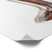 Männliche Muskelanatomie der menschlichen Beine, V Poster (Ecke)