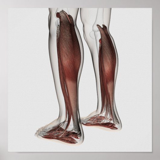 Männliche Muskelanatomie der menschlichen Beine, V Poster (Vorne)