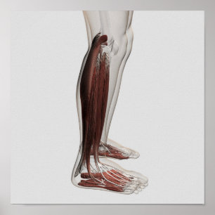 Männliche Muskelanatomie der menschlichen Beine, V Poster