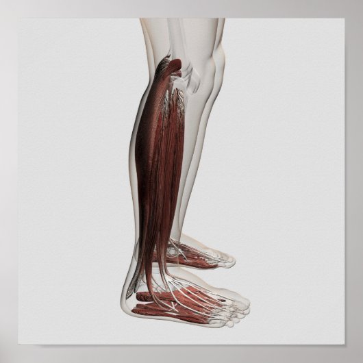 Männliche Muskelanatomie der menschlichen Beine, V Poster (Vorne)