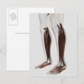 Männliche Muskelanatomie der menschlichen Beine, V Postkarte (Vorne/Hinten)