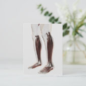 Männliche Muskelanatomie der menschlichen Beine, V Postkarte (Stehend Vorderseite)