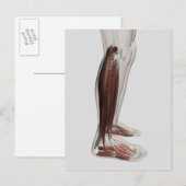 Männliche Muskelanatomie der menschlichen Beine, V Postkarte (Vorne/Hinten)