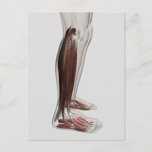 Männliche Muskelanatomie der menschlichen Beine, V Postkarte (Vorderseite)