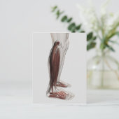 Männliche Muskelanatomie der menschlichen Beine, V Postkarte (Stehend Vorderseite)