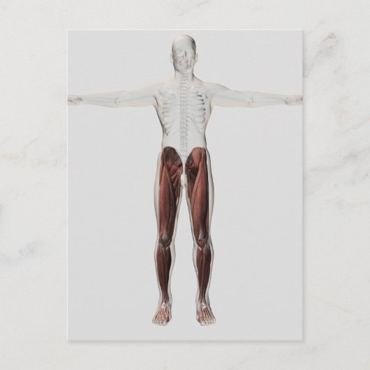 Männliche Muskelanatomie der menschlichen Beine, V Postkarte (Vorderseite)