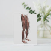Männliche Muskelanatomie der menschlichen Beine, V Postkarte (Stehend Vorderseite)