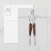 Männliche Muskelanatomie der menschlichen Beine, V Postkarte (Vorne/Hinten)