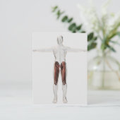 Männliche Muskelanatomie der menschlichen Beine, V Postkarte (Stehend Vorderseite)