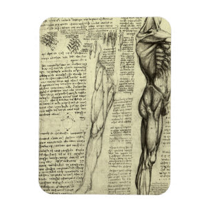 Männliche Muskeln der menschlichen Anatomie von Le Magnet