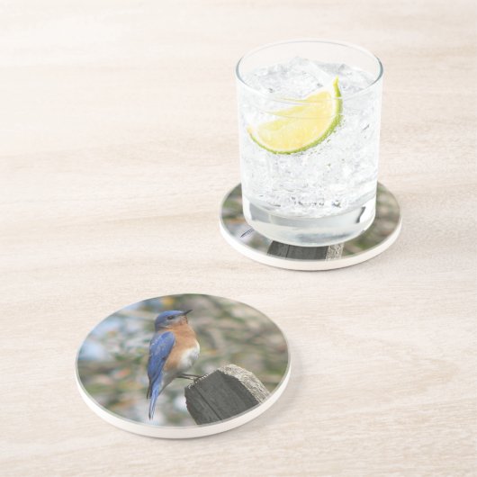 Männliche Ostdrossel Untersetzer (Seite)