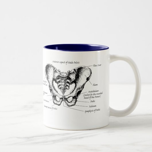 Männliche Pelvis-Details Zweifarbige Tasse (Rechts)