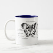 Männliche Pelvis-Details Zweifarbige Tasse (Links)