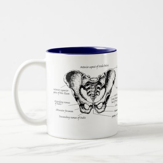 Männliche Pelvis-Details Zweifarbige Tasse (Links)