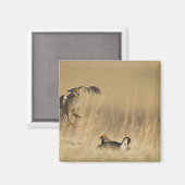 Männliche Prärie-Hühner am Lee im Loup-Landkreis Magnet (Vorderseite/Rückseite)