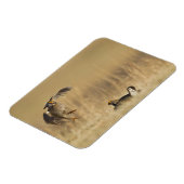 Männliche Prärie-Hühner am Lee im Loup-Landkreis Magnet (Linke Seite)