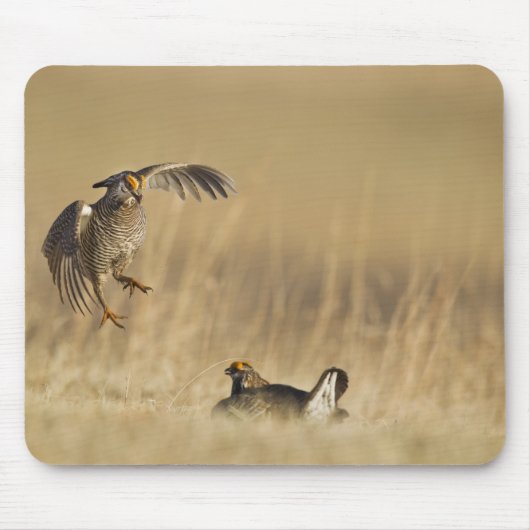 Männliche Prärie-Hühner am Lee im Loup-Landkreis Mousepad (Vorne)