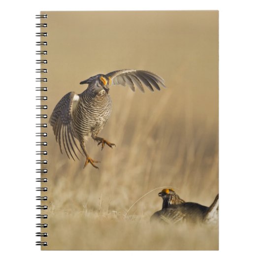 Männliche Prärie-Hühner am Lee im Loup-Landkreis Notizblock (Vorderseite)