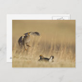 Männliche Prärie-Hühner am Lee im Loup-Landkreis Postkarte (Vorne/Hinten)