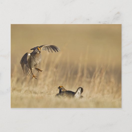 Männliche Prärie-Hühner am Lee im Loup-Landkreis Postkarte (Vorderseite)