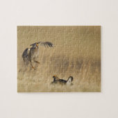 Männliche Prärie-Hühner am Lee im Loup-Landkreis Puzzle (Horizontal)