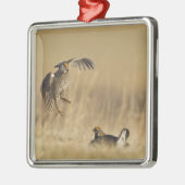 Männliche Prärie-Hühner am Lee im Loup-Landkreis Silbernes Ornament (Links)